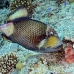triggerfish_titan_ndo_h_0108_pal0925.jpg
